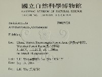 射脈菌屬藏品圖，第2張