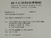 剛毛絲皮菌藏品圖，第2張