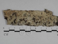 剛毛絲皮菌藏品圖，第1張