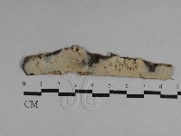 絲皮菌屬藏品圖，第1張