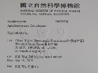 絲齒菌屬藏品圖，第2張