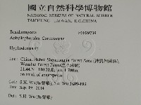 絲齒菌屬藏品圖，第2張