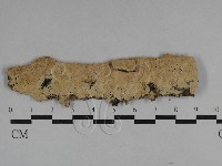 絲齒菌屬藏品圖，第1張