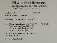 冇骨消絲齒菌藏品圖，第2張