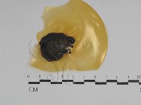 登錄號:F0029751藏品圖，第1張