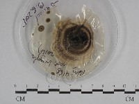 登錄號:F0029751藏品圖，第4張