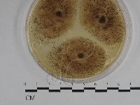 登錄號:F0029752藏品圖，第1張