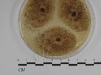 登錄號:F0029752藏品圖，第4張