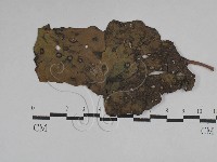 登錄號:F0029755藏品圖，第1張