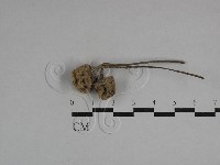 登錄號:F0029758藏品圖，第1張