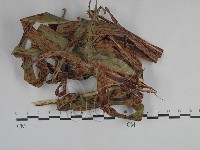 登錄號:F0029759藏品圖，第1張