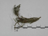登錄號:F0029760藏品圖，第1張