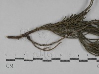 登錄號:F0029761藏品圖，第1張