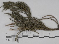 登錄號:F0029761藏品圖，第3張