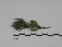登錄號:F0029765藏品圖，第1張