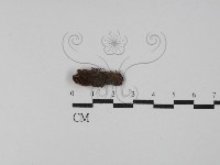 登錄號:F0029766藏品圖，第1張