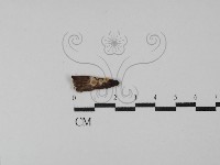 登錄號:F0029770藏品圖，第1張