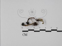 登錄號:F0029772藏品圖，第1張