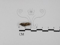 登錄號:F0029778藏品圖，第1張