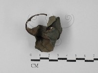 登錄號:F0029783藏品圖，第1張