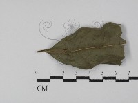 登錄號:F0029785藏品圖，第1張