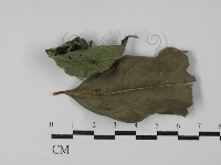 登錄號:F0029785藏品圖，第3張