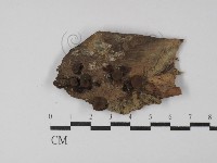 登錄號:F0029788藏品圖，第1張
