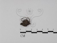 登錄號:F0029792藏品圖，第1張