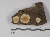 登錄號:F0029793藏品圖，第1張