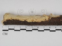 登錄號:F0029795藏品圖，第1張