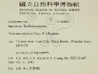 糙皮側耳藏品圖，第2張