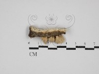 糙皮側耳藏品圖，第3張