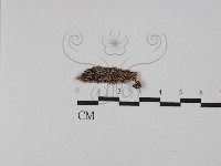 登錄號:F0029801藏品圖，第3張