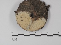 登錄號:F0029802藏品圖，第1張