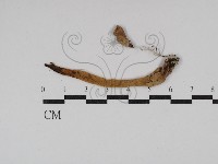 登錄號:F0029803藏品圖，第1張