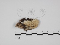 登錄號:F0029809藏品圖，第1張