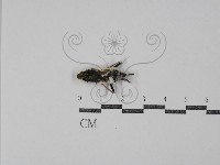 登錄號:F0029812藏品圖，第1張