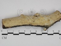 登錄號:F0029818藏品圖，第1張
