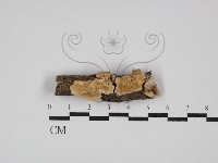 登錄號:F0029820藏品圖，第1張