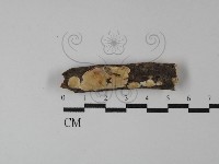 登錄號:F0029821藏品圖，第1張