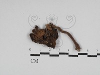 登錄號:F0029825藏品圖，第3張