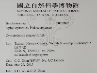 優雅波邊革菌藏品圖，第2張