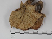 優雅波邊革菌藏品圖，第1張