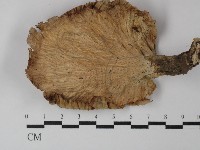 優雅波邊革菌藏品圖，第3張