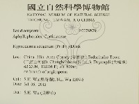 剛毛絲皮菌藏品圖，第2張