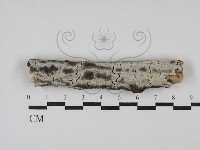 剛毛絲皮菌藏品圖，第1張