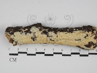 登錄號:F0029834藏品圖，第1張