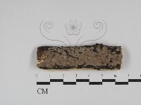 筍殼菌屬藏品圖，第1張