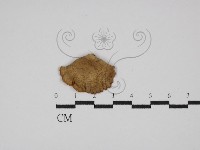 登錄號:F0029838藏品圖，第1張