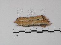 登錄號:F0029842藏品圖，第1張